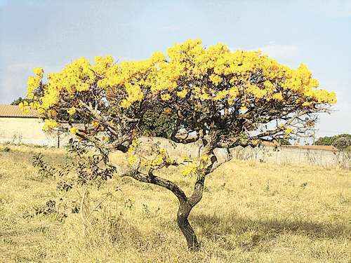 Espécie do cerrado em Águas Lindas (GO), Quadra 11