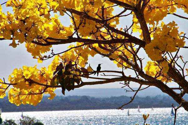 Foto de ipê feita por Manuella Babini Lapa da Costa Reis no Parque das Garças, no Lago Norte