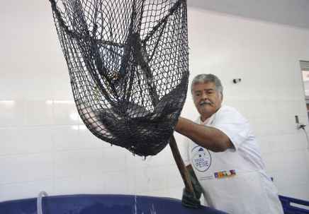 Na capital federal, é aberta a 9ª Semana Nacional do Peixe com o objetivo de incentivar o brasileiro a comer mais o produto e adotar o prato do seu dia a dia