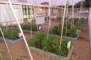 Horta cultivada pelos alunos do colégio. Faz parte do projeto que busca incentivar a alimentação saudável.