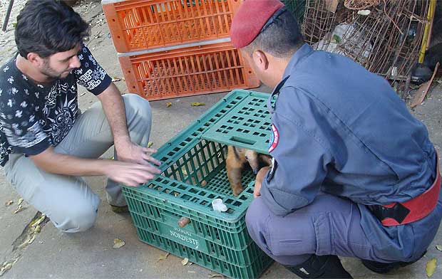 Cachorros da vizinhança cercaram o tamanduá-mirim, que foi resgatado por militares