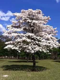 O ciclo de florada dos ipês termina com o branco