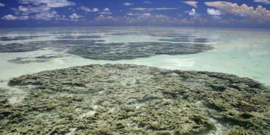 Recife de Corais na Austrália, onde vive uma esponja Marinha do Gênero Amphimedon.