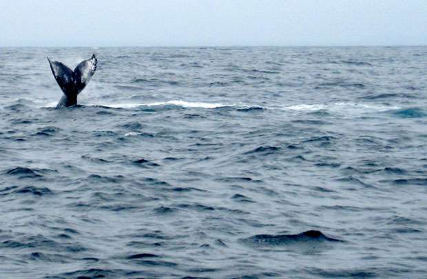 Durante o passeio até Isla de la Plata, as embarcações fazem uma parada estratégica para apreciar o show da baleia jubarte