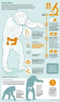 Pesquisadores identificam no intestino de macacos 32 micro-organismos não descritos pela literatura e com participação no progresso da imunodeficiência. A descoberta pode contribuir para o desenvolvimento de terapias que reprimam o HIV