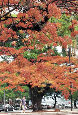 Flamboyant perto do Parque da Cidade: floração de outubro a dezembro e altura de até 10m