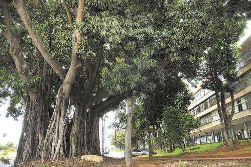 A imponência do fícus encanta a quem passa na esquina da 407 Norte: importância na preservação da vegetação nativa tropical