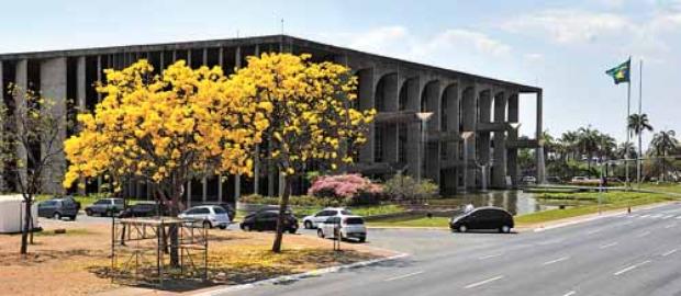 Ipê-amarelo registrado perto do Palácio da Justiça