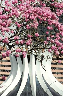 O ipê-roxo visto deste ângulo, parece formar uma moldura em cima da Catedral Metropolitana de Brasília