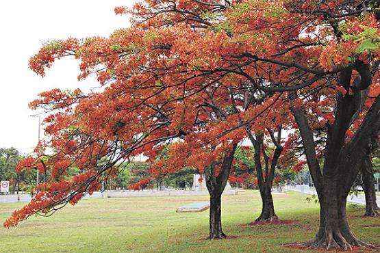 Flamboyants como este, encontrado no Eixão Sul, aparecem em quatro das 25 fotos que concorrem aos prêmios: o resultado sai em 25 de novembro