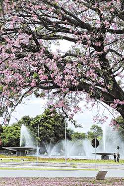 A paineira é a próxima espécie a encher a paisagem de flores rosas a partir de fevereiro