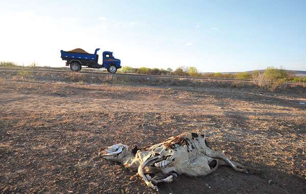 Em Exu (PE), terra de Luiz Gonzaga, a falta d'água ainda castiga o gado e a plantação, trazendo prejuízo para quem persiste no campo