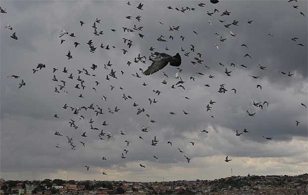 No Brasil, Minas Gerais lidera a criação de pombos-correio