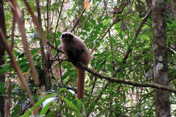 Macaco-guigó no Santuário do Caraça: comunicação para se proteger