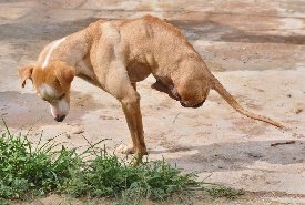 Diariamente, cães e gatos são abandonados pelas ruas do DF. Largados, a maioria tem o mesmo destino: viram vítimas de maus-tratos. Felizmente, voluntários dedicam tempo, dinheiro e, sobretudo, carinho para ajudar esses bichinhos