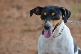 Diariamente, cães e gatos são abandonados pelas ruas do DF. Largados, a maioria tem o mesmo destino: viram vítimas de maus-tratos. Felizmente, voluntários dedicam tempo, dinheiro e, sobretudo, carinho para ajudar esses bichinhos