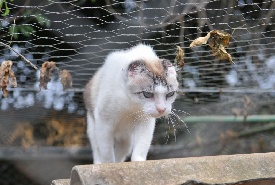 Diariamente, cães e gatos são abandonados pelas ruas do DF. Largados, a maioria tem o mesmo destino: viram vítimas de maus-tratos. Felizmente, voluntários dedicam tempo, dinheiro e, sobretudo, carinho para ajudar esses bichinhos