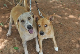 Diariamente, cães e gatos são abandonados pelas ruas do DF. Largados, a maioria tem o mesmo destino: viram vítimas de maus-tratos. Felizmente, voluntários dedicam tempo, dinheiro e, sobretudo, carinho para ajudar esses bichinhos