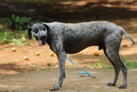 Diariamente, cães e gatos são abandonados pelas ruas do DF. Largados, a maioria tem o mesmo destino: viram vítimas de maus-tratos. Felizmente, voluntários dedicam tempo, dinheiro e, sobretudo, carinho para ajudar esses bichinhos