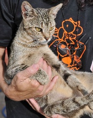 Diariamente, cães e gatos são abandonados pelas ruas do DF. Largados, a maioria tem o mesmo destino: viram vítimas de maus-tratos. Felizmente, voluntários dedicam tempo, dinheiro e, sobretudo, carinho para ajudar esses bichinhos