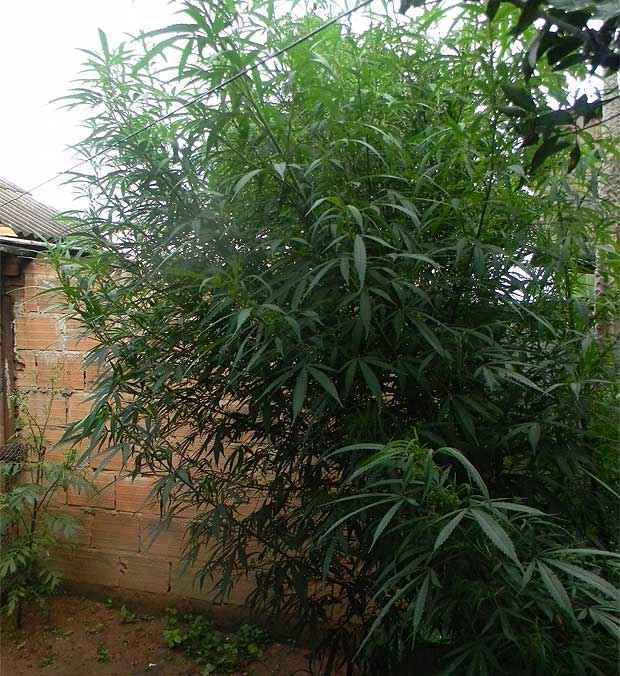 Policiais também encontraram cigarros de maconha consumidos