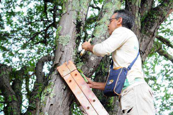 Mudas são afixadas no alto das árvores com pregos ou pedaços de barbante