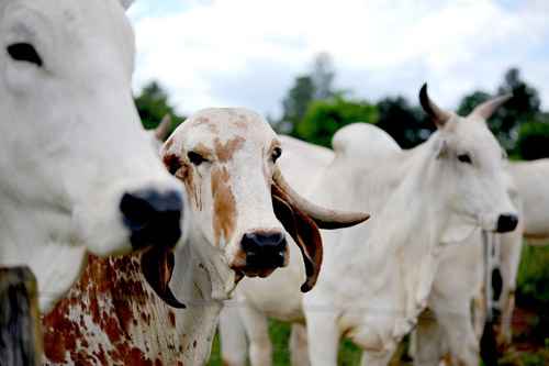 Com rebanho bovino de 204 milhões de cabeças, pecuária do país vem ganhando destaque no cenário internacional