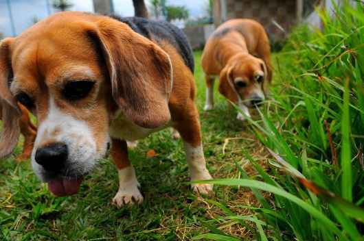 Os cães são capazes de distinguir visualmente os indivíduos de sua espécie dos humanos e de outros animais