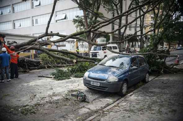 Com a chuva da última quinta-feira (14/2), pelo menos 14 árvores tombaram, interditando vias de São Paulo