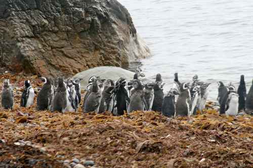 Bando reunido na pinguineira de Seno Otway, a 65km de Punta Arenas, onde vivem cerca de 11 mil exemplares da espécie de magalhães. Para chegar lá, basta chamar um táxi, alugar um carro ou contratar serviço de van