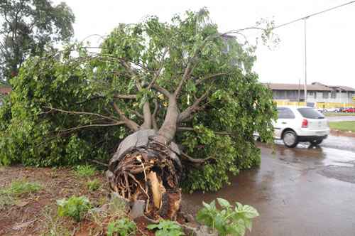 Forte chuva derruba árvore no Trecho 3/4 do Sia