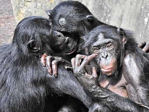 Grupo de chimpanzés: como os homens, esses primatas podem agir estrategicamente para chegar a um resultado que beneficie a todos