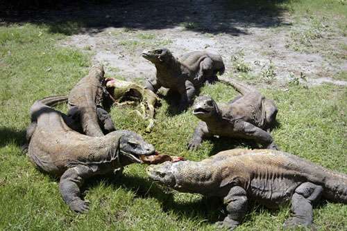 Dragões de Komodo em  zoológico Surabaya