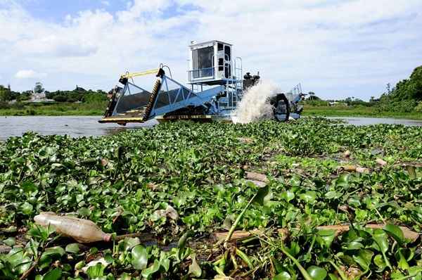 O barco Papaguapé retirou, em oito meses, mais de 11 mil metros cúbicos (cerca de 1.250 toneladas) de aguapés do Lago Paranoá