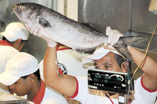 As famosas peixarias da Feira do Guará estão abertas na manhã de hoje: lá, tem bacalhau sendo vendido com preço inferior ao do ano passado