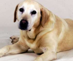 Dona do cão labrador pediu para ser enterrada com o animal