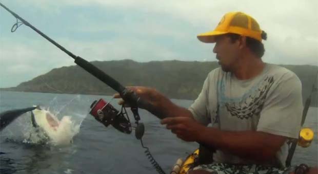 O pescador havaiano levou um susto quando viu o tubarão-tigre