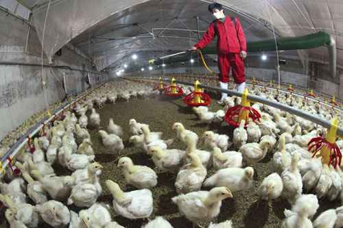 Segundo um membro da equipe da Organização Mundial da Saúde na China, o vírus H7N9, é um dos vírus de gripe mais mortíferos. No total, 108 pessoas foram infectadas com o vírus, das quais 22 morreram