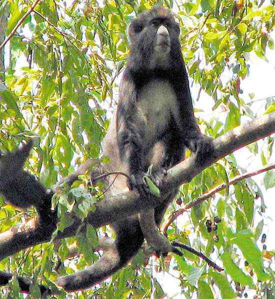 Pesquisa mostra que macacos observam o grupo antes de fazer escolhas