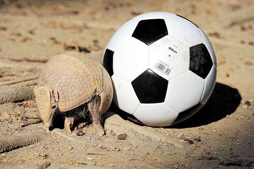 Apesar de estar incluído na lista de animais em perigo de extinção, o tatu-bola é encontrado no Parque Nacional de Brasília. Mesmo na reserva ambiental, ele corre riscos, principalmente o de ser devorado por cães selvagens, que ainda transmitem doenças
