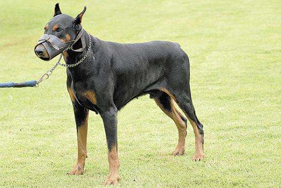 Cão de focinheira: cães de grande porte devem usar o equipamento