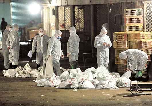 Mais de 20 mil aves foram sacrificadas na China desde março, quando iniciou um surto de gripe aviária