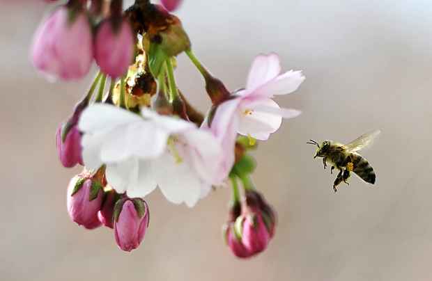 Os pesticidas provocam a paralisia ou morte das abelhas