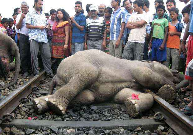 Trem colidiu com os animais perto das florestas de Marghat, no estado de Bengala Ocidental