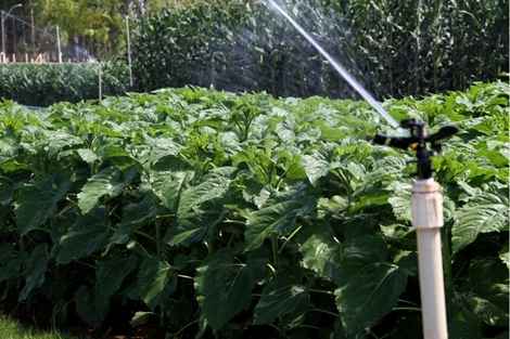 A quantidade de água demandada para irrigação equivale ao volume utilizado para abastecimento humano do Gama e de Sobradinho