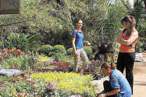 Os primeiros floricultores chegaram à area em 1980. Hoje, 15 boxes ocupam a área: urgência na desocupação para garantir  agilidade na  instalação do Veículo Leve sobre Pneus