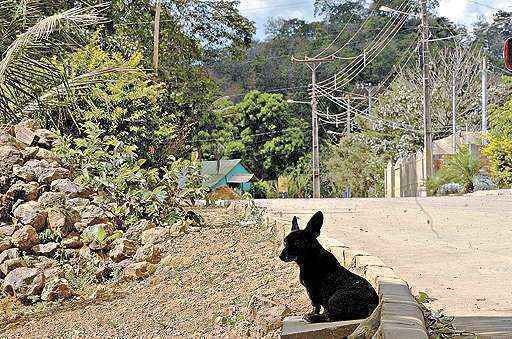 Cachorro em rua na Fercal, uma das regiões avaliadas como endêmicas pela Vigilância Ambiental