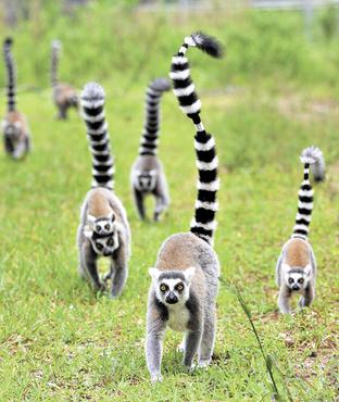 Lêmures, comuns em Madagascar: sociabilidade não tem relação com tamanho do cérebro, indica pesquisa