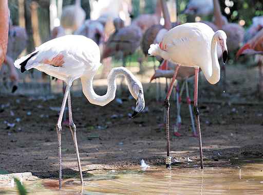 Além das quedas d´água, o Parque das Aves Foz Tropicana reserva um verdadeiro espetáculo de cores com 150 espécies de pássaros