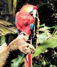 Além das quedas d´água, o Parque das Aves Foz Tropicana reserva um verdadeiro espetáculo de cores com 150 espécies de pássaros